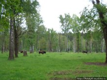 В гостях у Зубров.Приокско-террасный заповедник/1