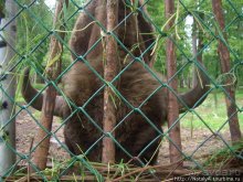 В гостях у Зубров.Приокско-террасный заповедник/1