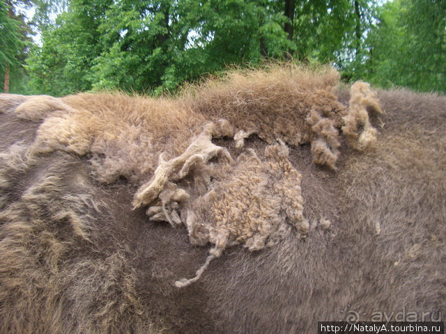 В гостях у Зубров.Приокско-террасный заповедник/1