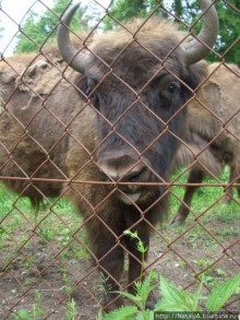 В гостях у Зубров.Приокско-террасный заповедник/1
