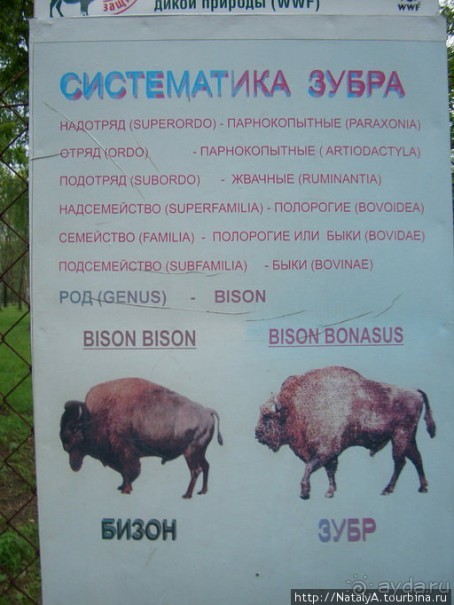 В гостях у Зубров.Приокско-террасный заповедник/1