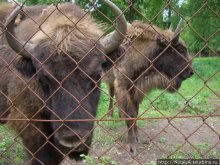 В гостях у Зубров.Приокско-террасный заповедник/1