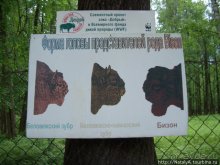 В гостях у Зубров.Приокско-террасный заповедник/1