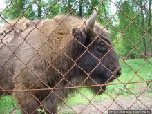 В гостях у Зубров.Приокско-террасный заповедник/1