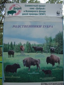 В гостях у Зубров.Приокско-террасный заповедник/1