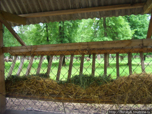 В гостях у Зубров.Приокско-террасный заповедник/1