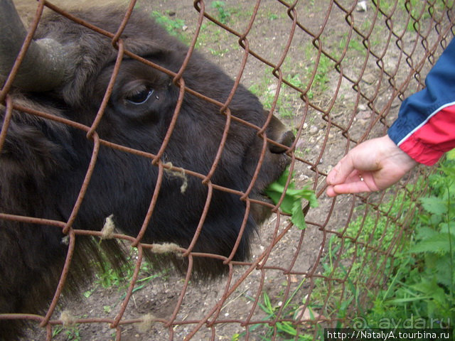 В гостях у Зубров.Приокско-террасный заповедник/1