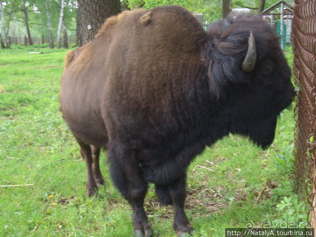 В гостях у Зубров.Приокско-террасный заповедник/1