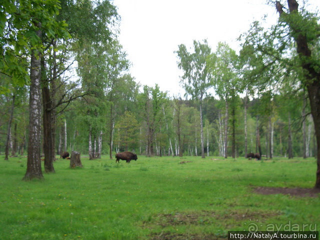 В гостях у Зубров.Приокско-террасный заповедник/1
