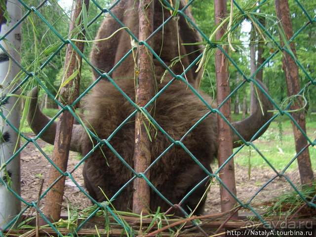 В гостях у Зубров.Приокско-террасный заповедник/1