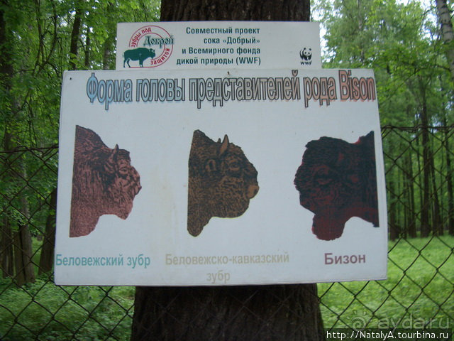 В гостях у Зубров.Приокско-террасный заповедник/1