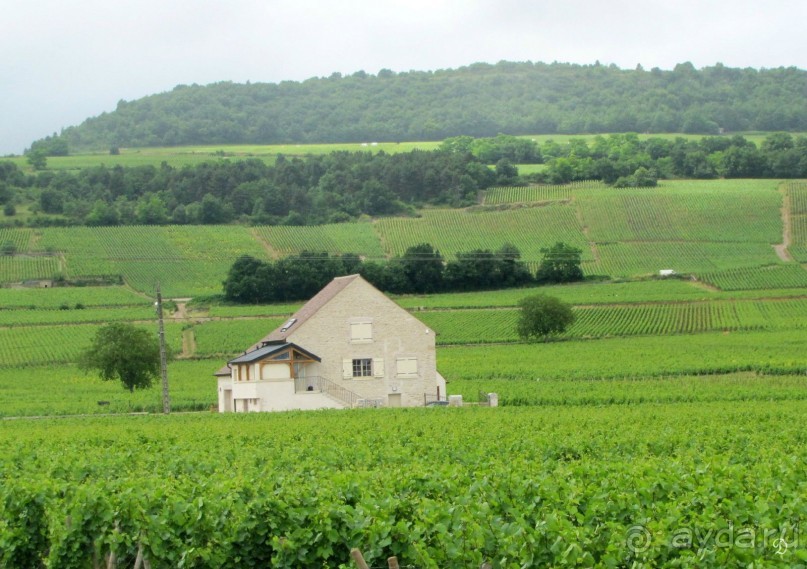 Винные прогулки по Бургундии.