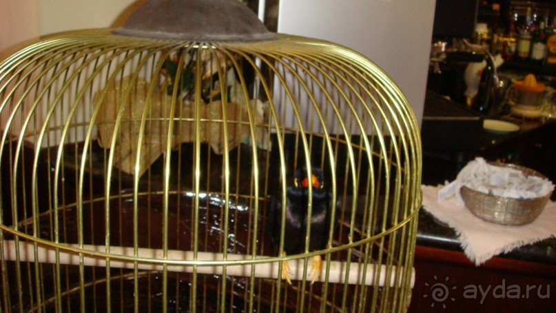 Говорящий скворец - просто чудо ( см.фото)!