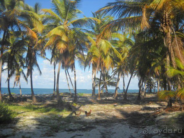 Как сбываются мечты... Часть 2. Прелести доминиканского отдыха.