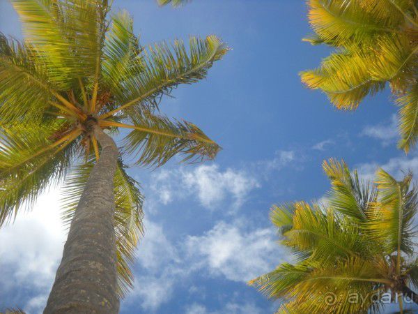 Как сбываются мечты... Часть 2. Прелести доминиканского отдыха.