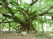 Китайские каникулы