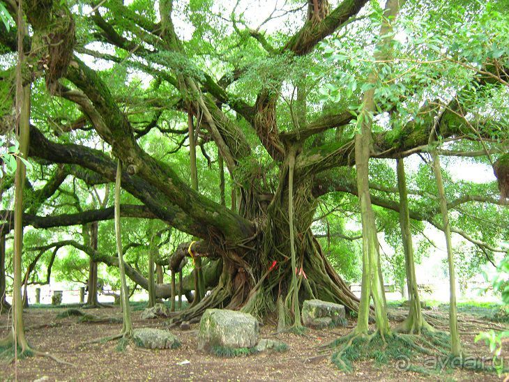 Китайские каникулы