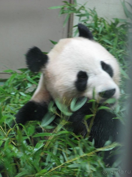 Альбом отзыва "Отзыв о работе центра Меганом или как я училась в Швейцарии"