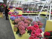 Голландия. Парк тюльпанов Кёкенхоф