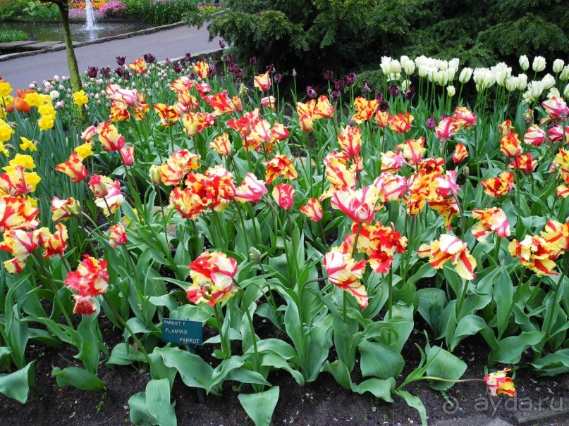 Голландия. Парк тюльпанов Кёкенхоф