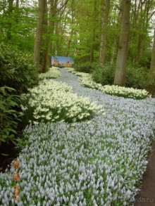 Голландия. Парк тюльпанов Кёкенхоф
