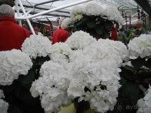 Голландия. Парк тюльпанов Кёкенхоф