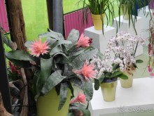 Голландия. Парк тюльпанов Кёкенхоф