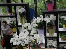 Голландия. Парк тюльпанов Кёкенхоф