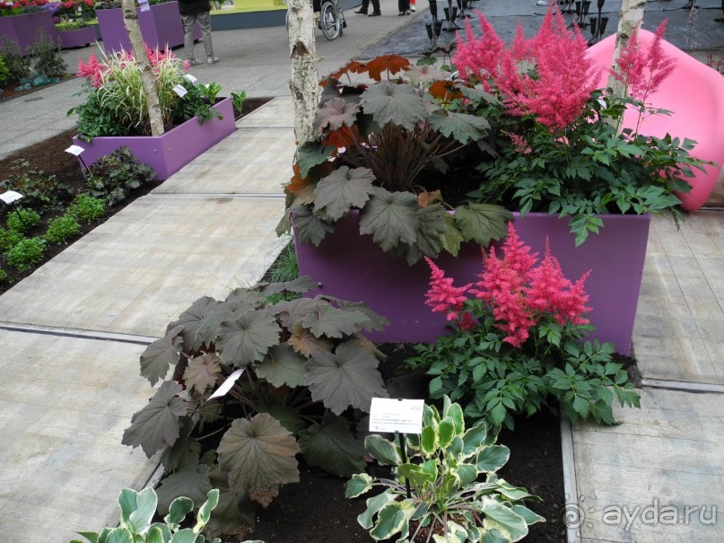 Голландия. Парк тюльпанов Кёкенхоф