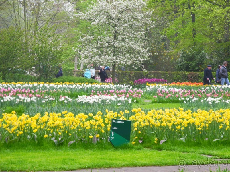 Голландия. Парк тюльпанов Кёкенхоф