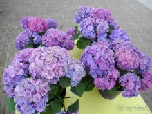 Голландия. Парк тюльпанов Кёкенхоф