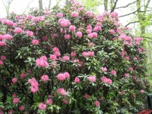 Голландия. Парк тюльпанов Кёкенхоф