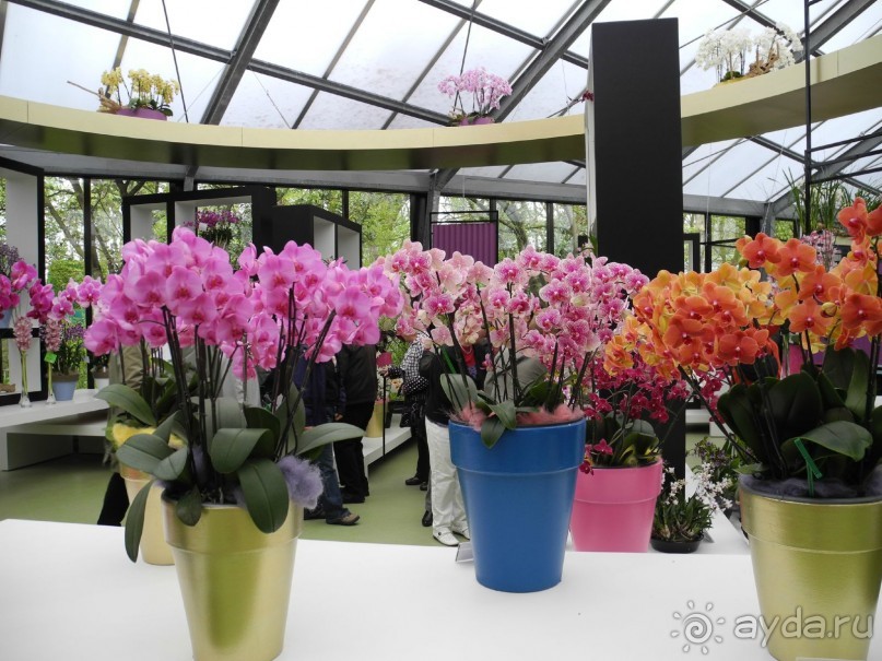 Голландия. Парк тюльпанов Кёкенхоф