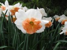 Голландия. Парк тюльпанов Кёкенхоф