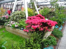 Голландия. Парк тюльпанов Кёкенхоф