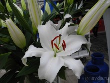 Голландия. Парк тюльпанов Кёкенхоф