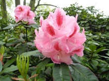 Голландия. Парк тюльпанов Кёкенхоф