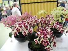 Голландия. Парк тюльпанов Кёкенхоф