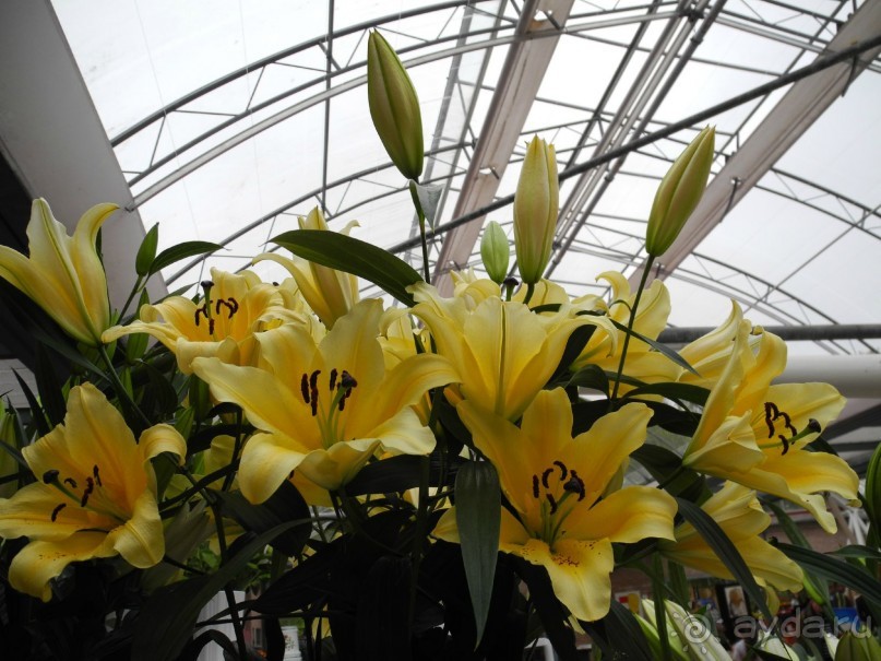 Голландия. Парк тюльпанов Кёкенхоф