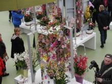 Голландия. Парк тюльпанов Кёкенхоф