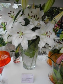 Голландия. Парк тюльпанов Кёкенхоф