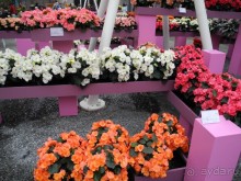 Голландия. Парк тюльпанов Кёкенхоф