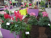 Голландия. Парк тюльпанов Кёкенхоф