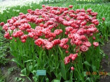 Голландия. Парк тюльпанов Кёкенхоф