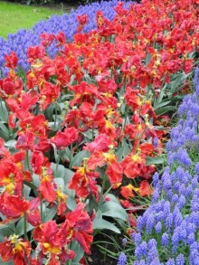 Голландия. Парк тюльпанов Кёкенхоф