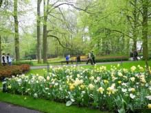 Голландия. Парк тюльпанов Кёкенхоф