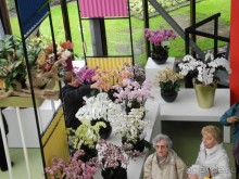 Голландия. Парк тюльпанов Кёкенхоф