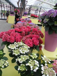 Голландия. Парк тюльпанов Кёкенхоф