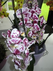 Голландия. Парк тюльпанов Кёкенхоф