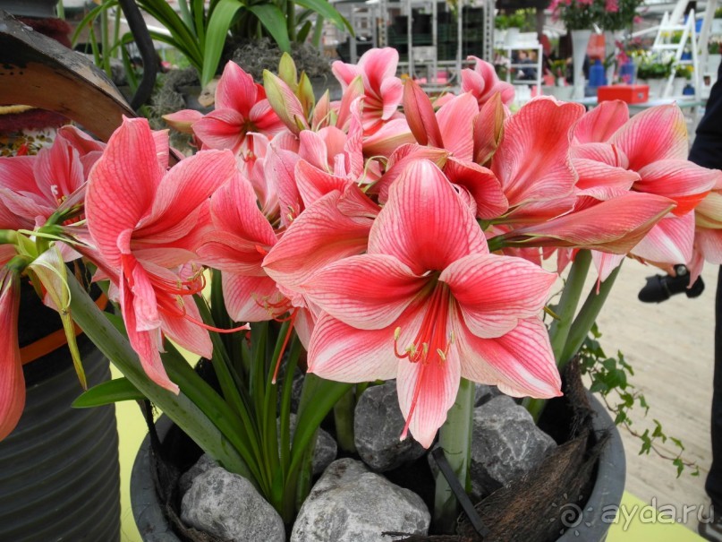 Голландия. Парк тюльпанов Кёкенхоф